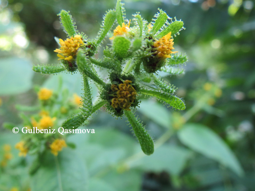 Image of Sigesbeckia orientalis specimen.