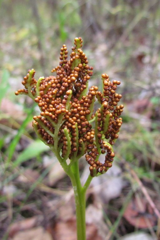 Image of Botrychium robustum specimen.