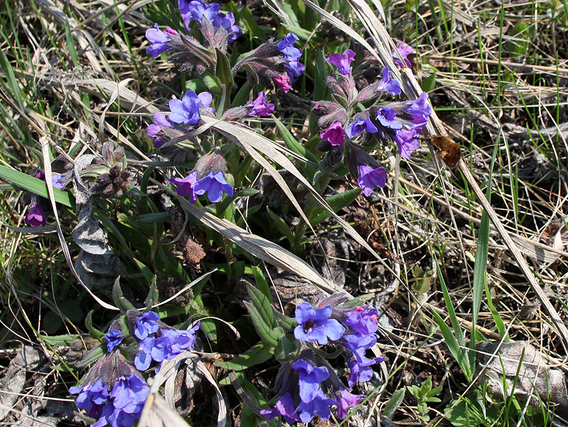 Image of Pulmonaria angustifolia specimen.