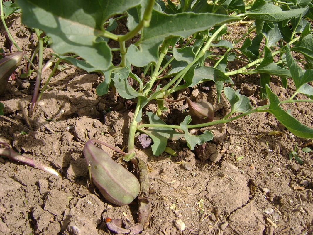 Image of Aristolochia bottae specimen.