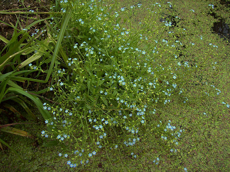 Изображение особи Myosotis palustris.