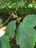 Hamamelis virginiana. Часть ветви с цветками и прошлогодними плодами. ФРГ, Нижняя Саксония, Ольденбург, ботанический сад Ольденбургского университета. 1 сентября 2007 г.