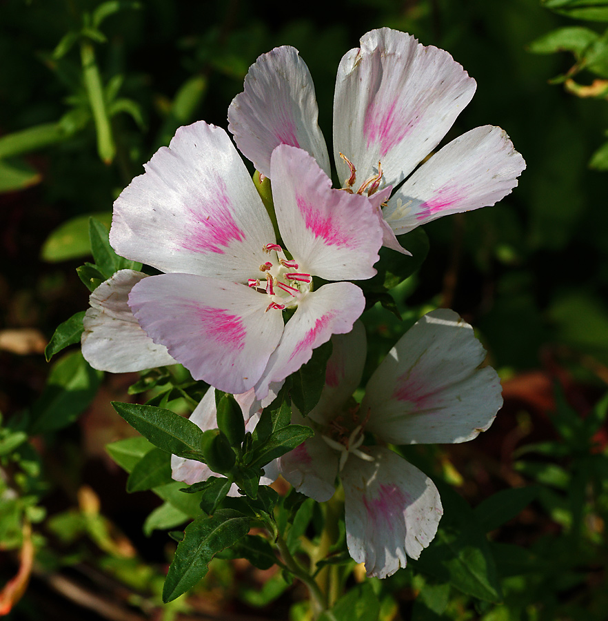 Изображение особи Clarkia amoena.
