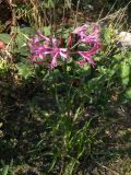 Nerine bowdenii