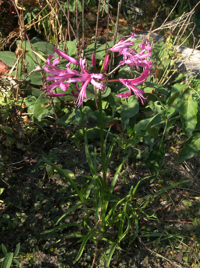 Изображение особи Nerine bowdenii.