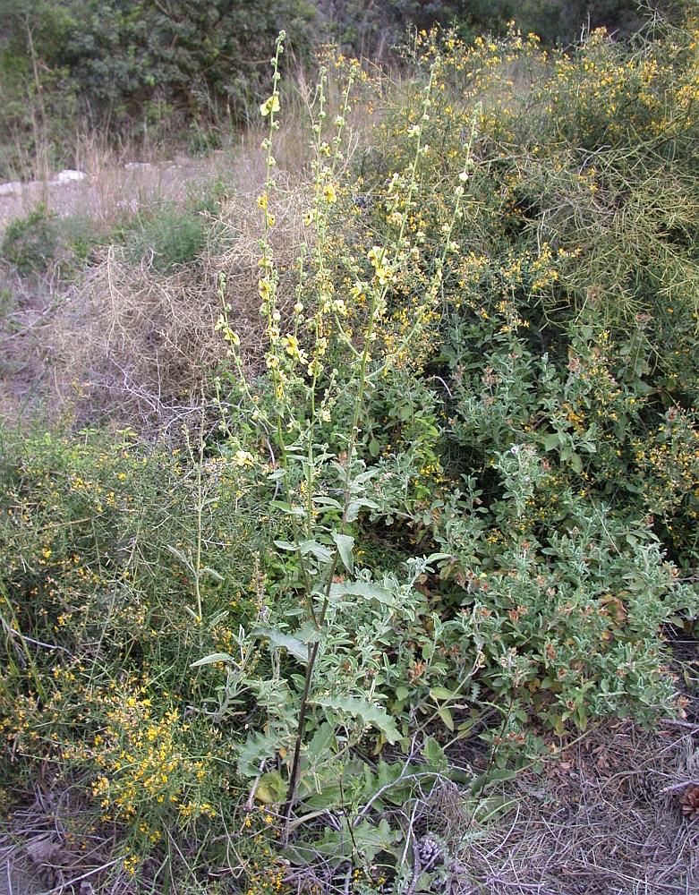 Изображение особи Verbascum tripolitanum.