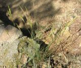 Brachypodium retusum. Цветущее растение. Испания, Каталония, Жирона, Тосса-де-Мар, крепость Вила-Велья. 24.06.2012.