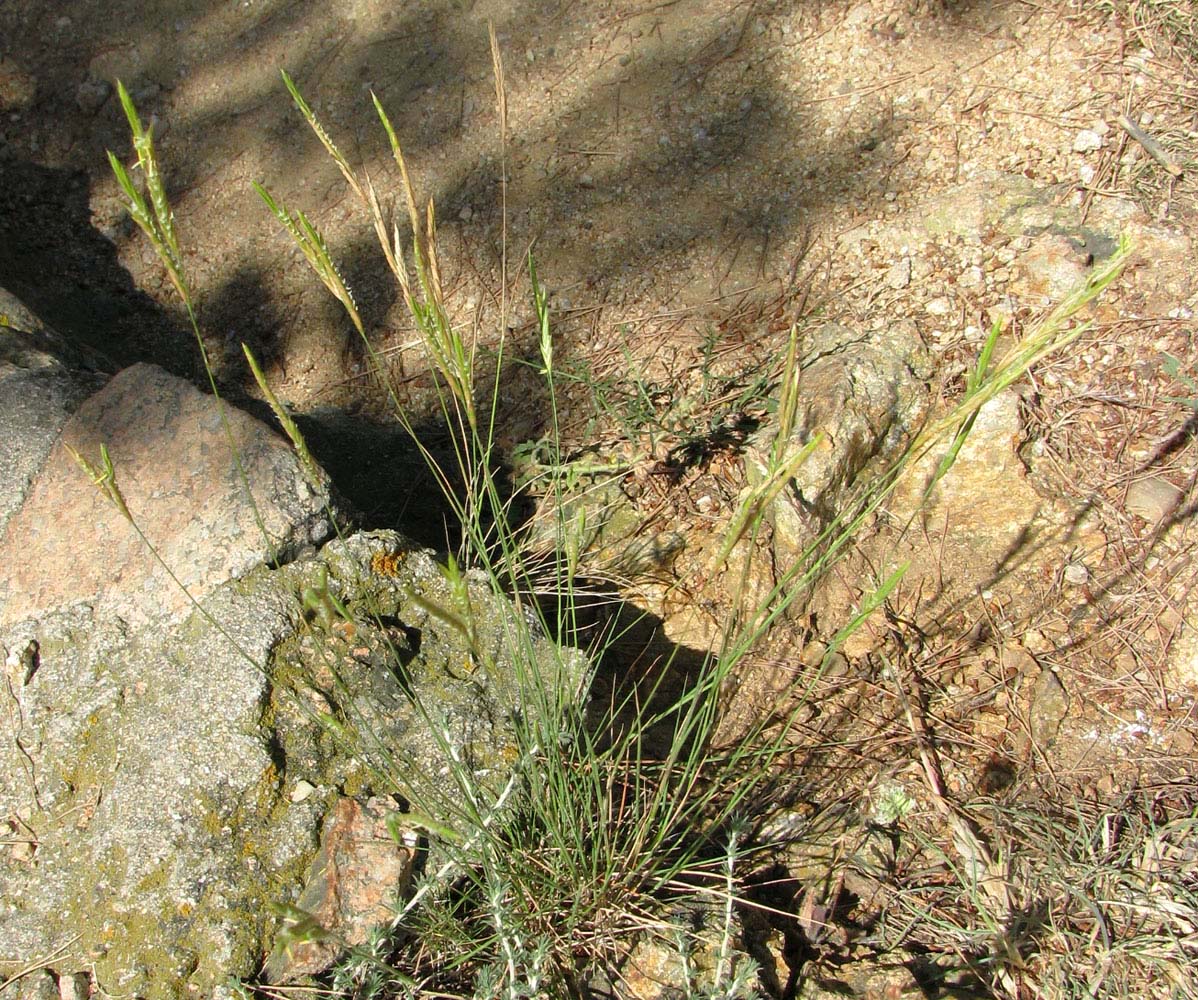 Изображение особи Brachypodium retusum.