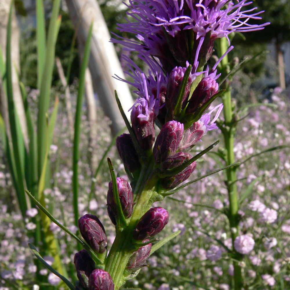 Image of Liatris spicata specimen.