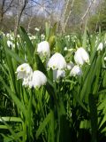 Leucojum aestivum. Цветущие растения. Крым, Байдарская долина. 9 мая 2009 г.