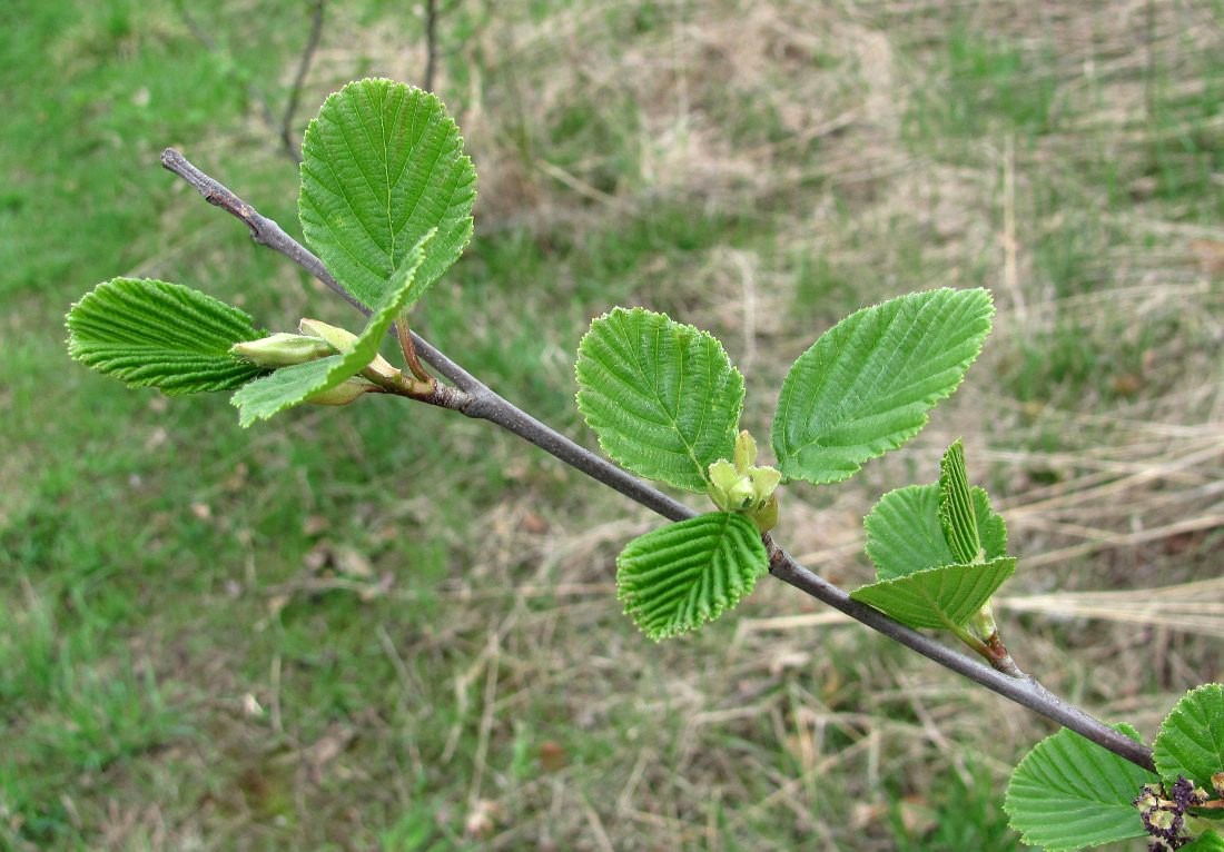 Изображение особи Alnus &times; pubescens.