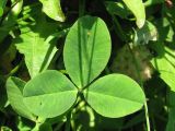 Trifolium fragiferum