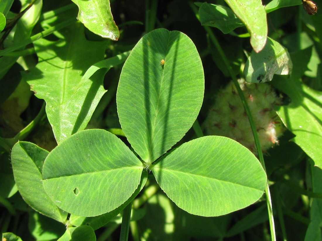 Изображение особи Trifolium fragiferum.