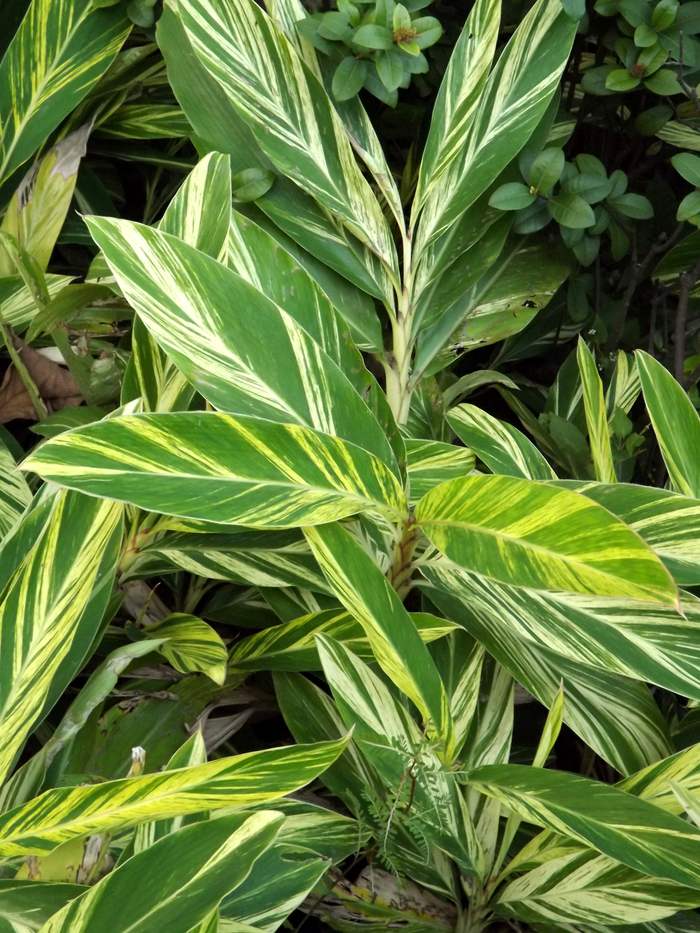 Image of Alpinia zerumbet specimen.