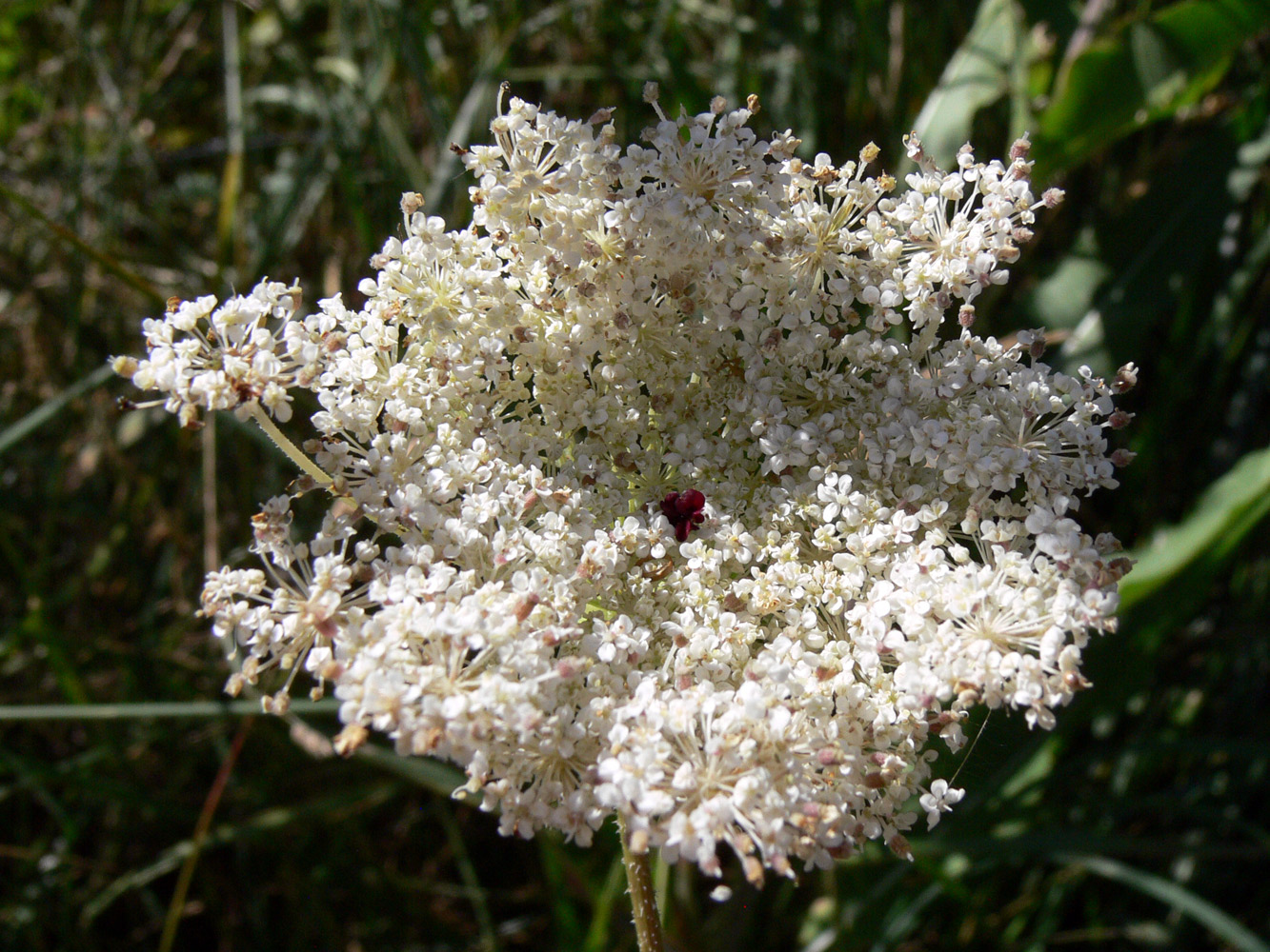 Image of Daucus carota specimen.