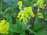 Primula macrocalyx