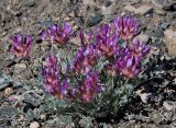 Astragalus dilutus