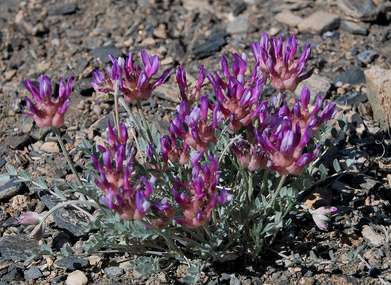 Изображение особи Astragalus dilutus.