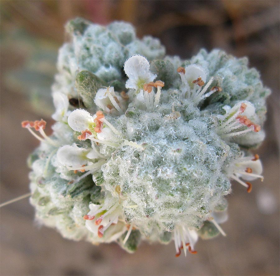 Изображение особи Teucrium capitatum.