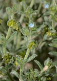 Lappula spinocarpos. Верхушкт побегов с цветками и плодами. Israel, Negev, Na'atzutz Valley. 08.02.2013.