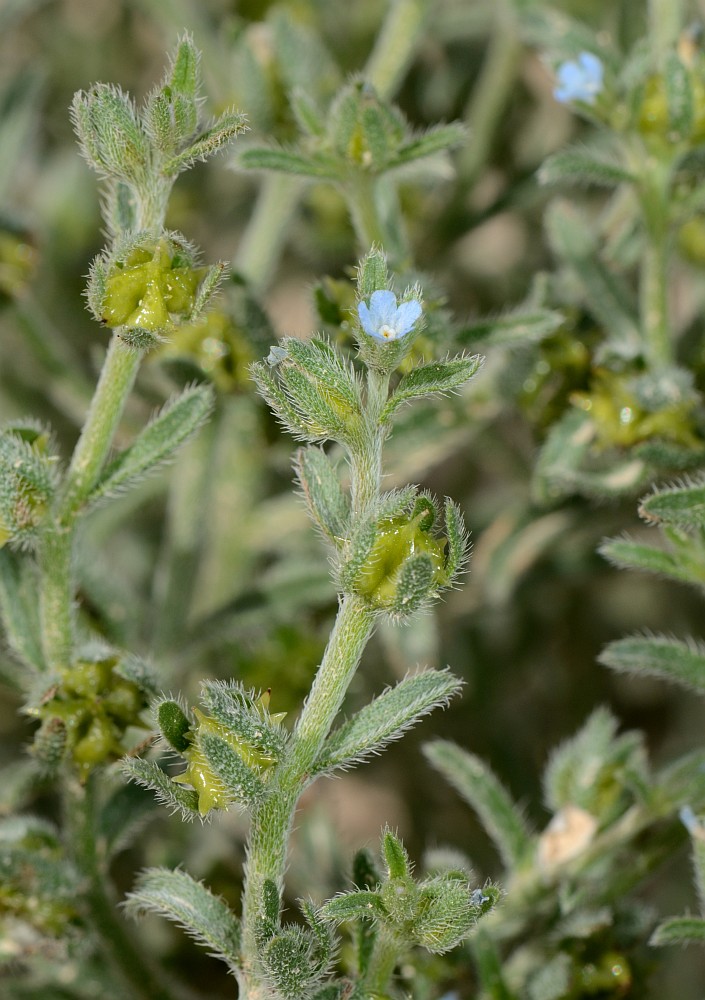 Изображение особи Lappula spinocarpos.