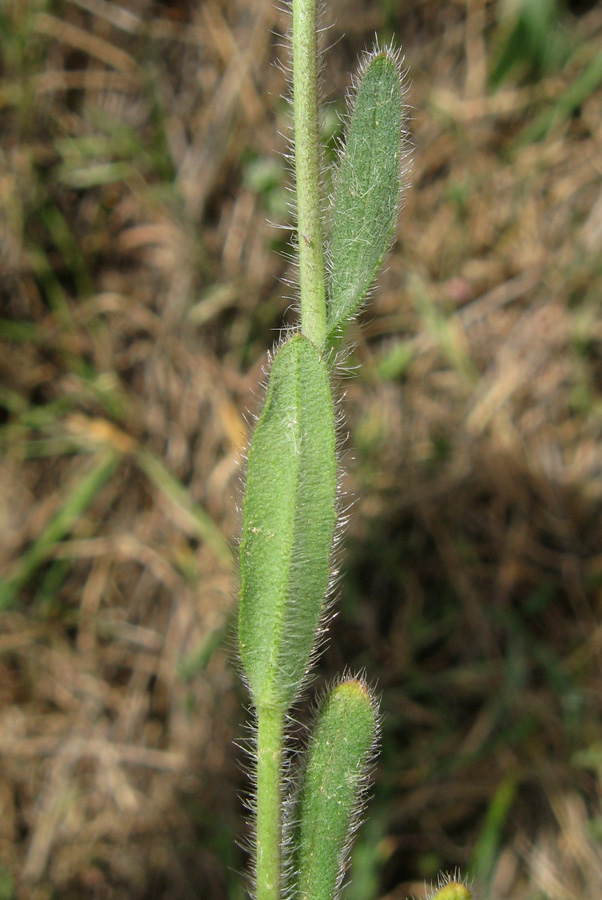 Image of genus Camelina specimen.