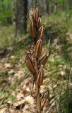 Dactylorhiza romana. Прошлогоднее соплодие. Крым, гора Северная Демерджи, западный склон, дубовый лес. 28 апреля 2013 г.