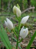 Cephalanthera longifolia. Соцветие. Крым, окр. Ялты, пос. Голубой Залив, дубово-грабинниковый лес, обочина грунтовой дороги. 30 апреля 2013 г.