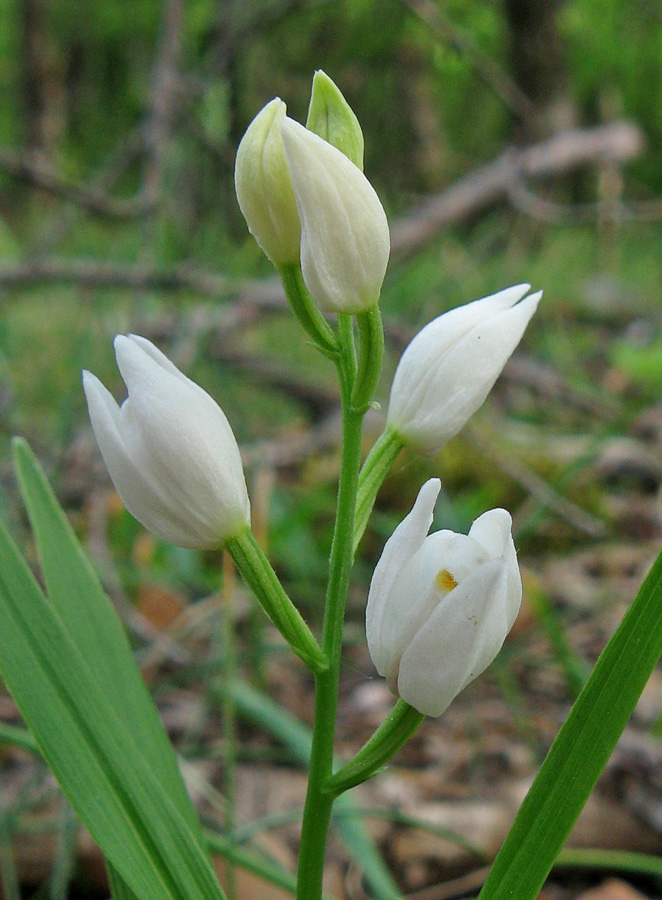 Image of Cephalanthera longifolia specimen.