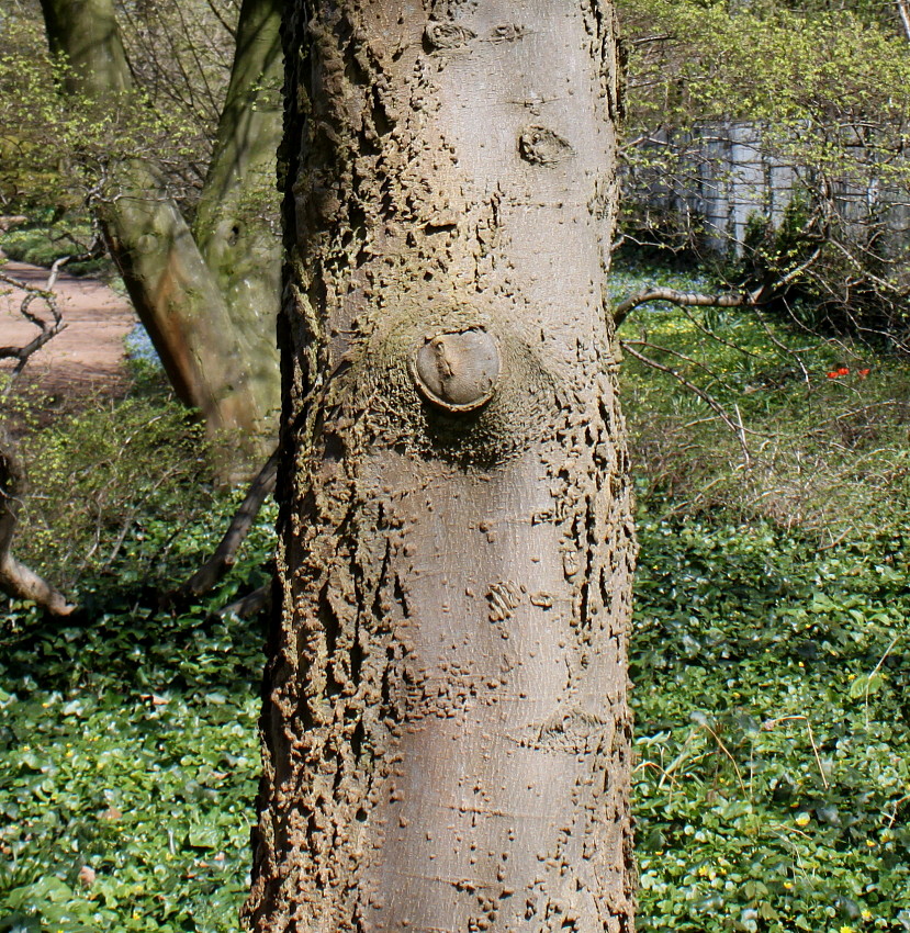 Image of Celtis australis specimen.