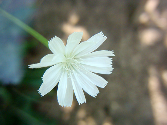 Image of Cichorium intybus specimen.