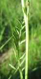 genus Cardamine