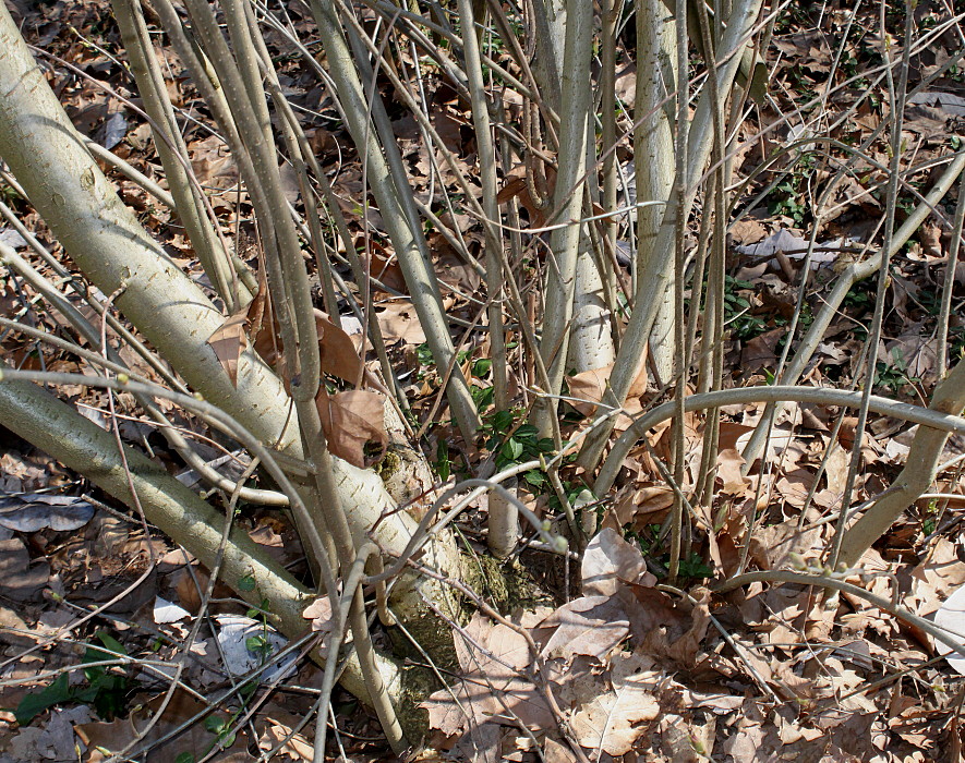 Image of Syringa josikaea specimen.