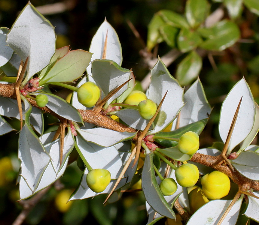 Изображение особи Berberis candidula.