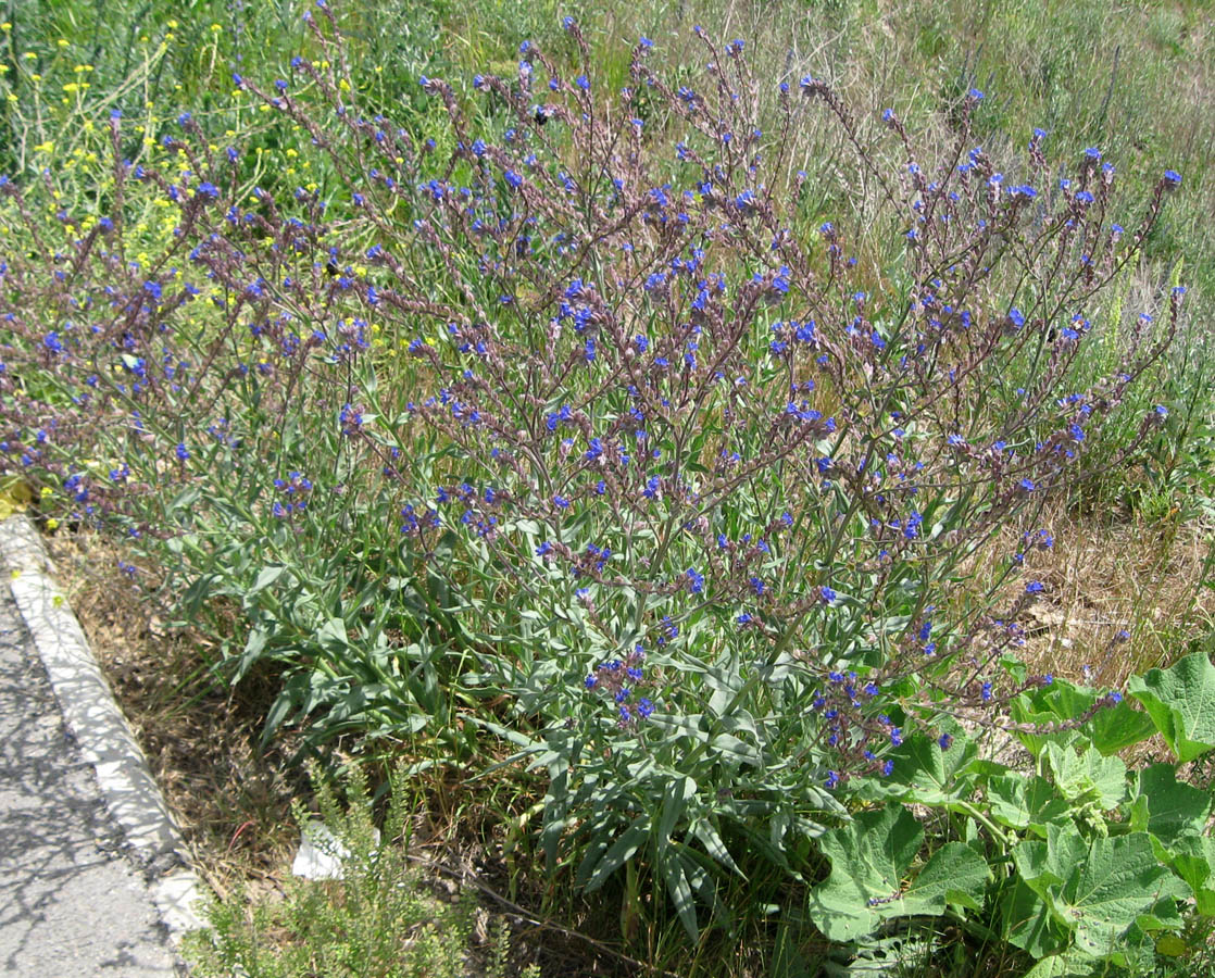 Image of Anchusa leptophylla specimen.