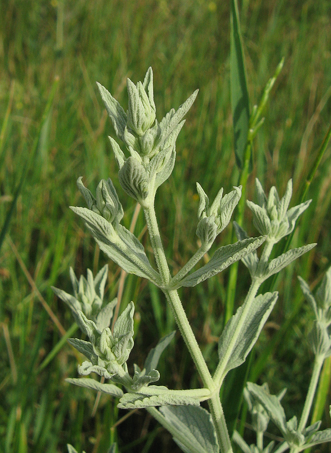 Image of Marrubium praecox specimen.