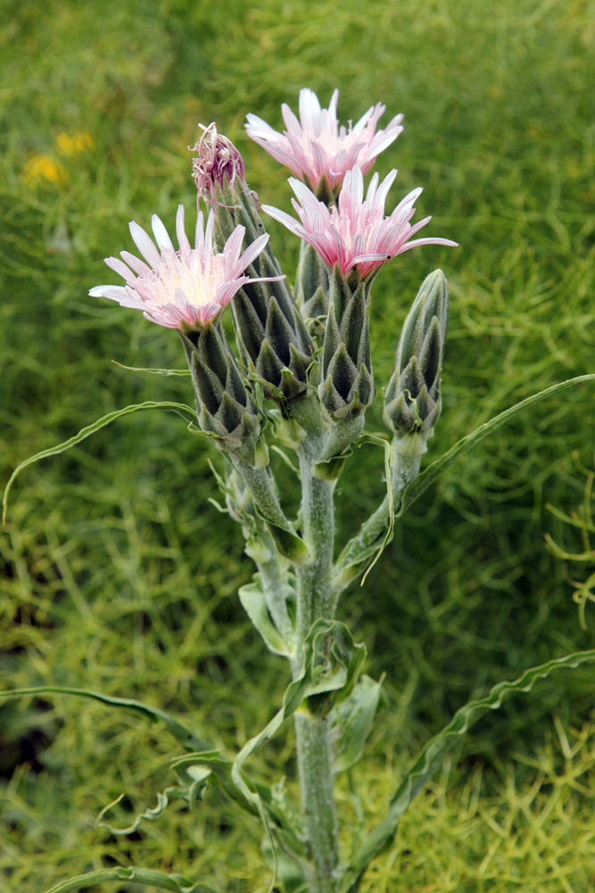 Изображение особи Scorzonera tragopogonoides.