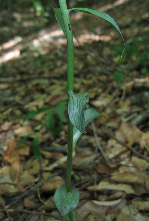 Изображение особи Epipactis krymmontana.