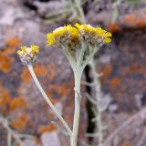 Achillea vermicularis