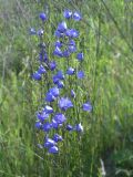 Campanula persicifolia