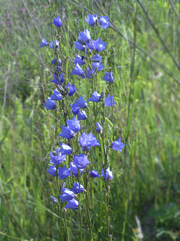 Изображение особи Campanula persicifolia.