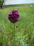 Allium rotundum. Соцветие. Север Краснодарского края, р. Эльбузд у хут. Полтавский, остепенённый склон. 06.06.2009.