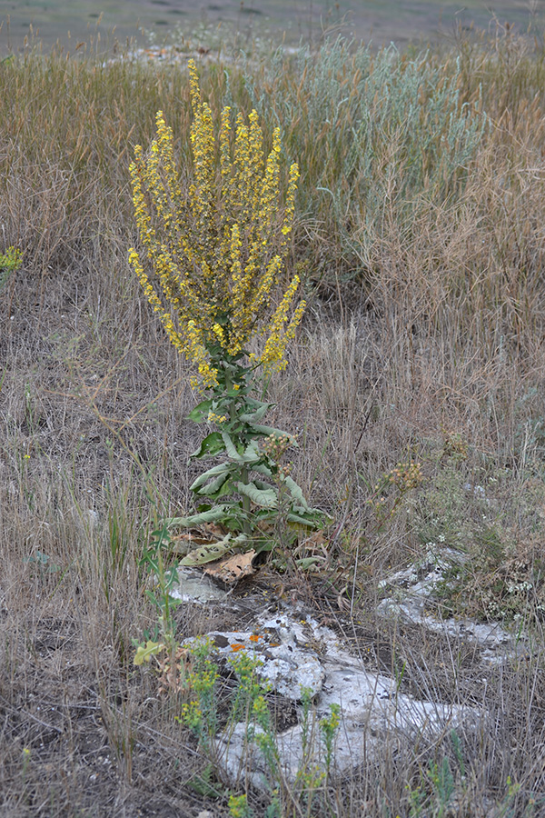 Изображение особи Verbascum lychnitis.