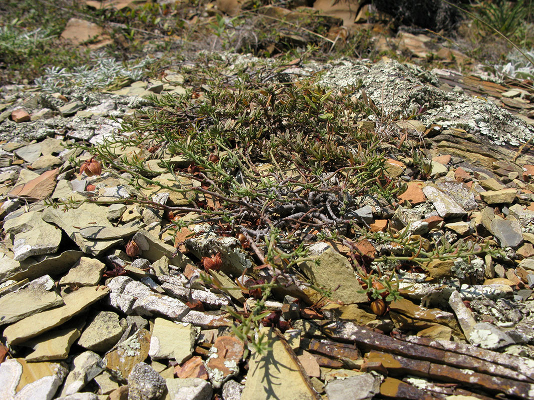 Image of Fumana procumbens specimen.