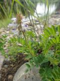 Astragalus alpinus