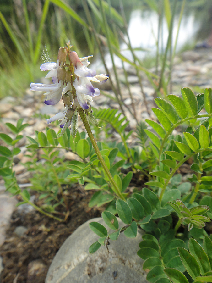 Изображение особи Astragalus alpinus.