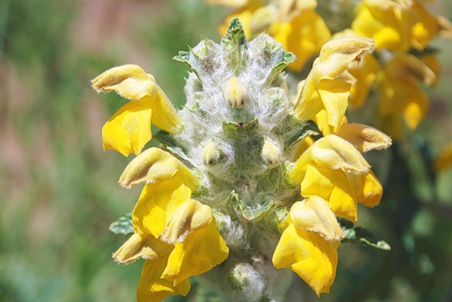 Image of Phlomoides speciosa specimen.