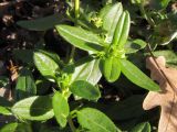 Helianthemum ovatum