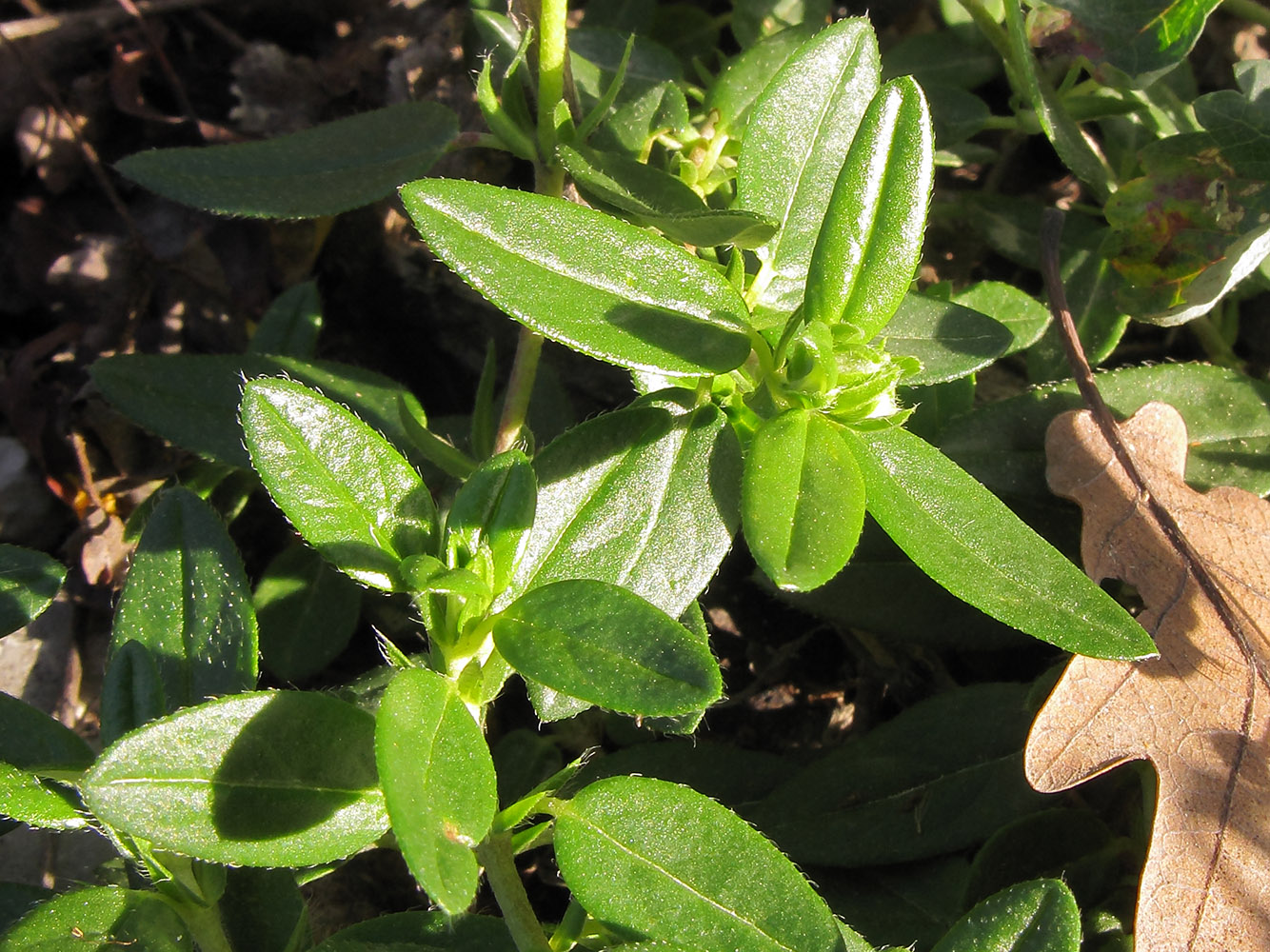 Изображение особи Helianthemum ovatum.