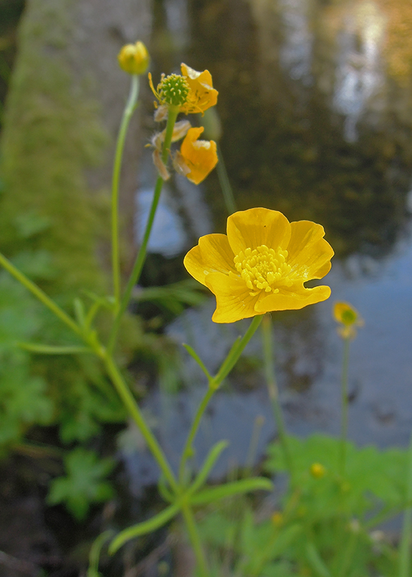 Изображение особи Ranunculus propinquus.